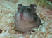 Hammy The Hamster