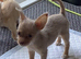 Gorgeous tiny Chihuahua puppies