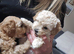 Mini x Toy Poodles 3 left