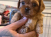 2 handsome male pups left