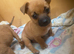 Jack Russell/Yorkshire terrier puppy’s