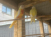 pair of lutino Turks