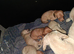 Dachshund babies