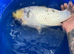 Bekko koi