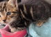 All sold .. 4 beautiful kittens