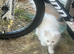 Beautiful 3-Month-Old Persian Kitten – Loving, Fluffy & Full of Joy