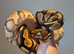 Female Orange Dream het Clown