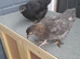 2 young bantam chickens