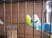 9 Boudgies for sale