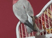 Baby cockatoo tame Glasgow