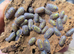 25 x Armadillidium Granulatum Isopods