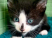 Tortoiseshell girl, Black & White, and Ginger & White boys EXMOOR