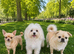Super cute mix breed puppies looking for new home