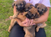 Border-terrier pups reddy to go
