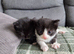 Beautiful kittens looking for there forever homes