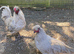 Lavender Araucana trio