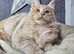 Beautiful gccf pet registered maine coon babies