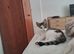 2 6month old kittens female sister