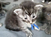 Gorgeous Reg. Maine Coon kittens from HEALTH TESTED PARENTS.