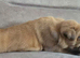 Mastiff Bordeaux hybrid Puppies