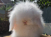 Teddywidder bunnies ready to go