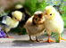 Chicks & Chickens (various)