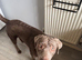 Labrador x Weimaraner