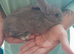 Baby rabbits for sale