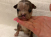 Frenchie x classic bully puppies