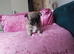 Chiweenie puppy for sale