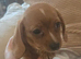 Dachshund mini x for sale