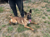 16 months Belgian Shepherd