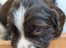 Beautiful KC-Registered Springer Spaniel Puppies &ndash; 2 Boys & 1 Girl Available