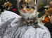 Lovely kittens