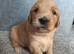 Golden Retriever Puppies (Some Red Fox colour)