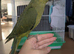 Olive and lemon creamino Indian Ringnecks babies