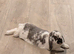Pair of Mini Lop Rabbits