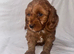 Adorable f1b cavapoo puppies