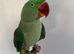 Hand tame Alexandrian parrot