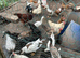 Runner ducks