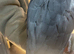 Exceptional Congo African Grey Parrot