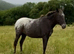 Appaloosa Filly for sale
