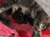 MAINCOON X KITTENS READY NOW