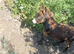 Mediterranean donkey Jack foal