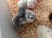 Lavender Leghorn Day-Old Chicks (Unsexed)