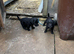 Patterdale x Bedlington