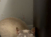 Adult Cross ragdoll male