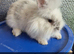 Friendly Baby Rabbits