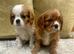 KC reg Champion Bloodline Cavalier King Charles Spaniel Puppies