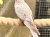 Baby Cockatiels